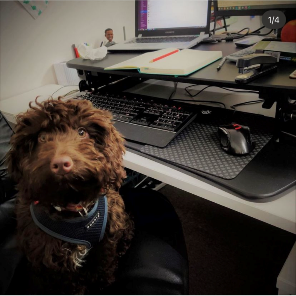 Meet shop dog Ralph - Greetings Today