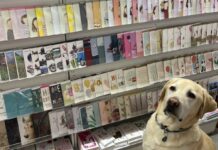 Meet shop dog Orberry Strawberry Orberry at Cardies